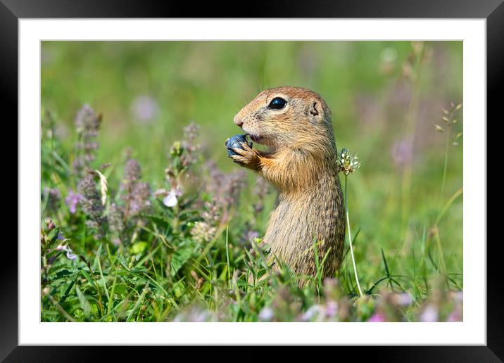 European ground squirrel eating blueberry  Framed Mounted Print by Anahita Daklani-Zhelev