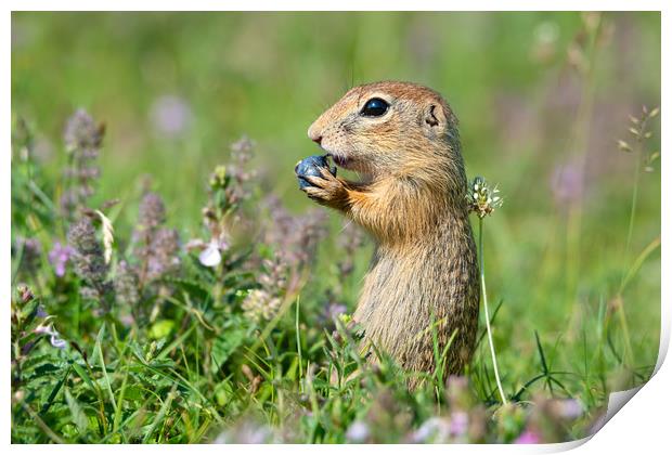 European ground squirrel eating blueberry  Print by Anahita Daklani-Zhelev