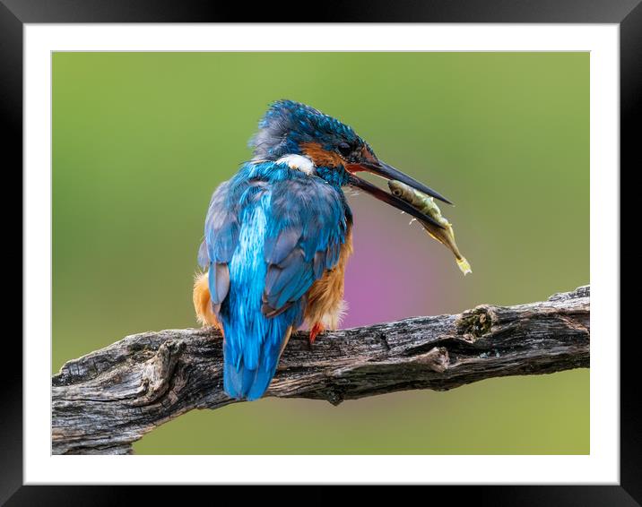 Kingfisher with breakfast Framed Mounted Print by Andrew Scott