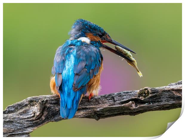 Kingfisher with breakfast Print by Andrew Scott