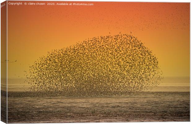 Sunset Seabird Murmuration Canvas Print by claire chown