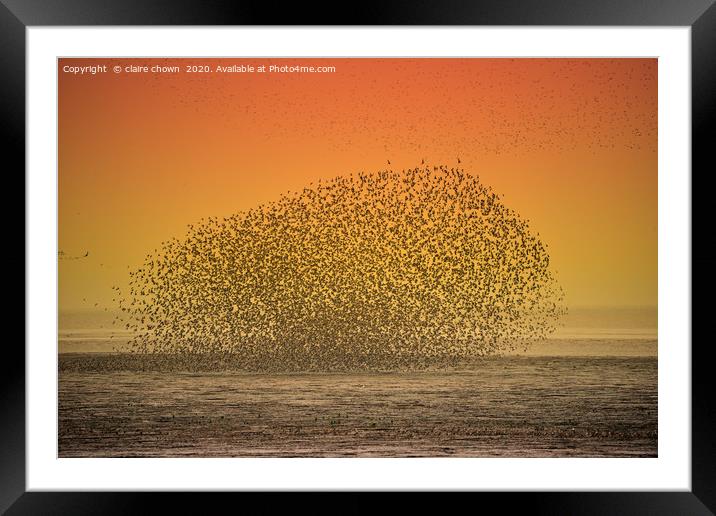 Sunset Seabird Murmuration Framed Mounted Print by claire chown