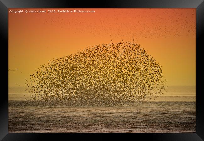 Sunset Seabird Murmuration Framed Print by claire chown