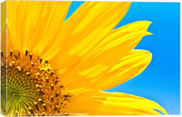 Sunflower Canvas Print by claire chown