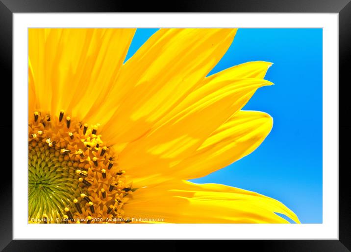 Sunflower Framed Mounted Print by claire chown