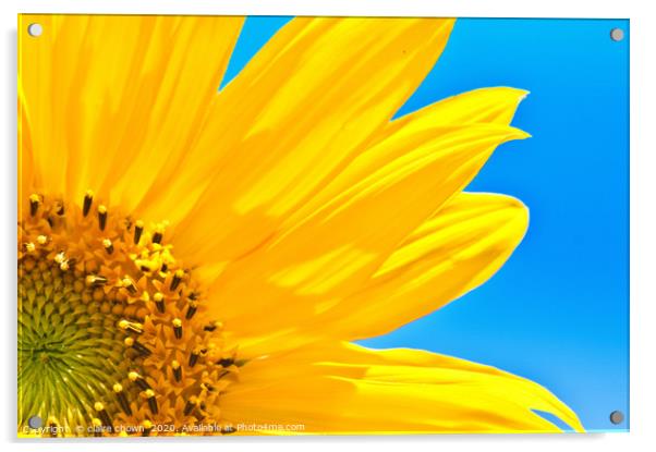 Sunflower Acrylic by claire chown