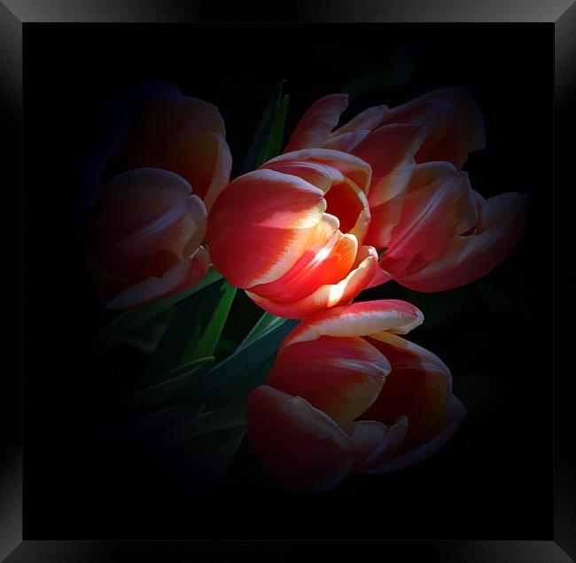 Tulips by tourch light Framed Print by Doug McRae