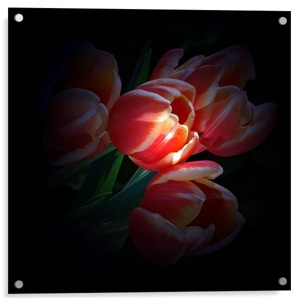 Tulips by tourch light Acrylic by Doug McRae