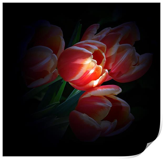 Tulips by tourch light Print by Doug McRae