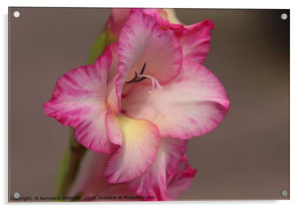 Gladioli flower Acrylic by Rumyana Whitcher