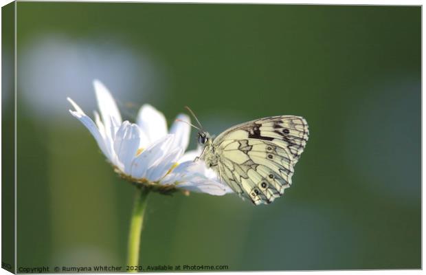 Marbled white butterfly  Canvas Print by Rumyana Whitcher