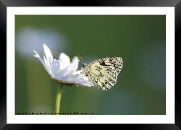 Marbled white butterfly  Framed Mounted Print by Rumyana Whitcher