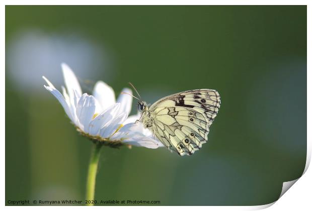Marbled white butterfly  Print by Rumyana Whitcher