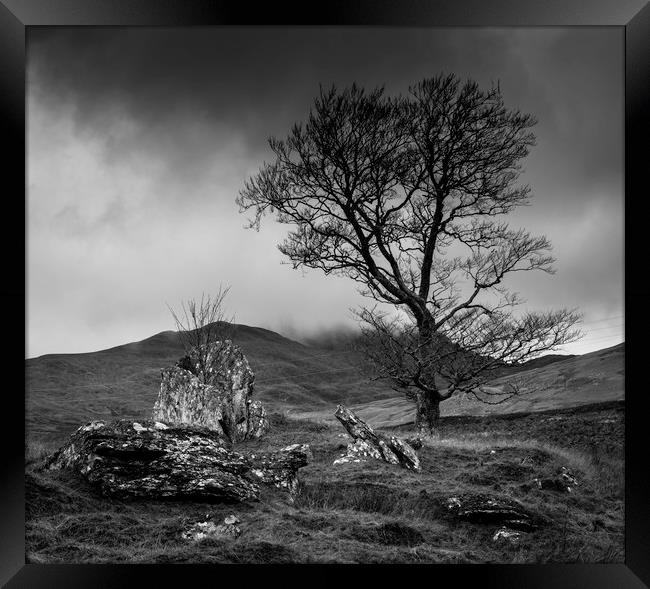 Lone tree in Scottish Highlands Framed Print by Paul Huddleston
