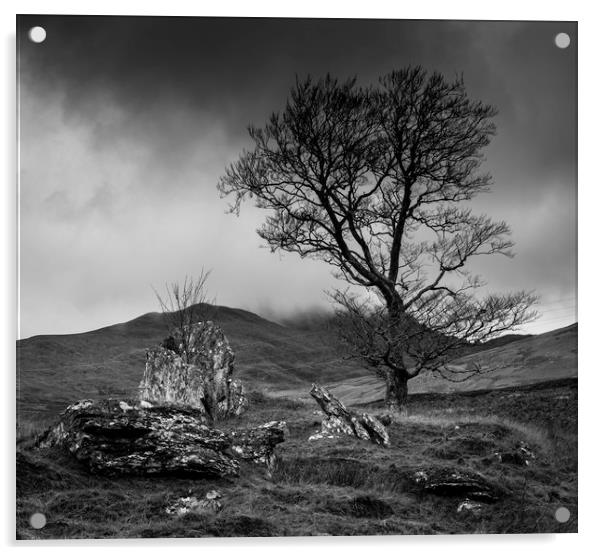 Lone tree in Scottish Highlands Acrylic by Paul Huddleston