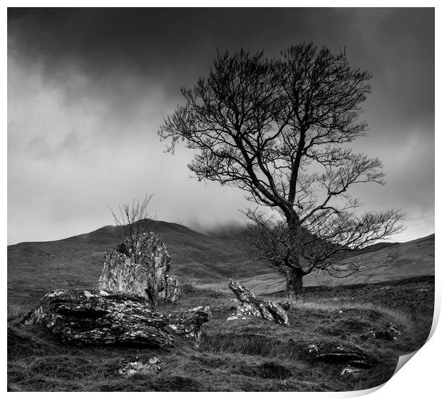 Lone tree in Scottish Highlands Print by Paul Huddleston