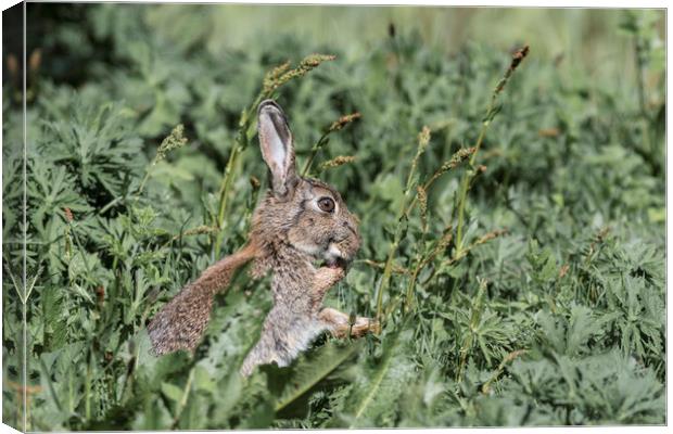 Wild Rabbit cleaning its paws Canvas Print by Paul Huddleston
