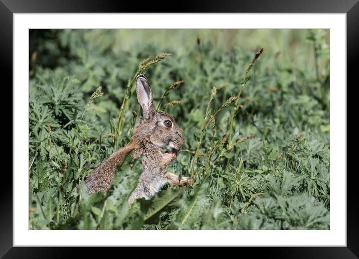 Wild Rabbit cleaning its paws Framed Mounted Print by Paul Huddleston