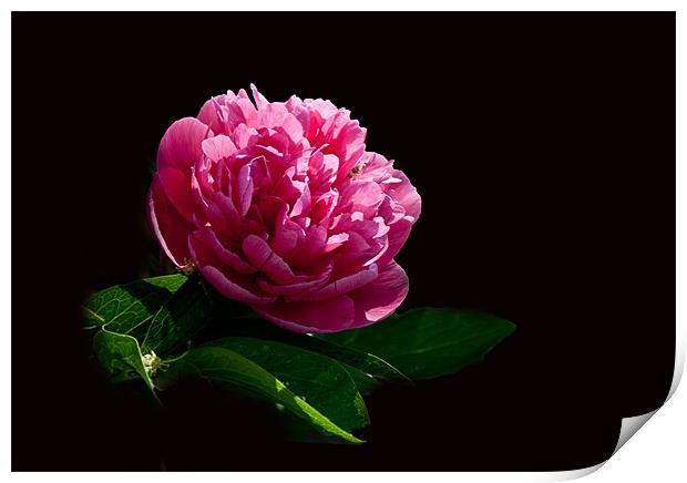 Pink Peony Print by Karen Martin