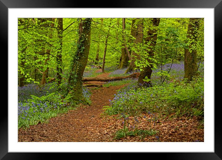 Wenault woods Cardiff Framed Mounted Print by Jenny Hibbert