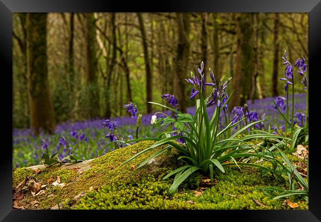 Close up of Bluebells in Wenault woods Cardiff Framed Print by Jenny Hibbert