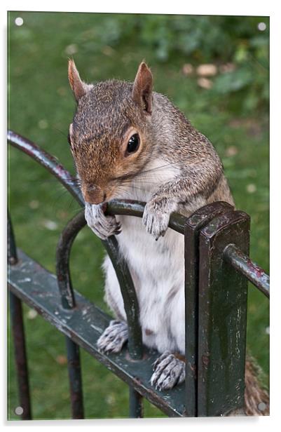 Squirrel Spectator Acrylic by Karen Martin