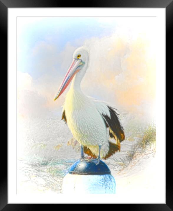 The Pelican Framed Mounted Print by Trudi Simmonds