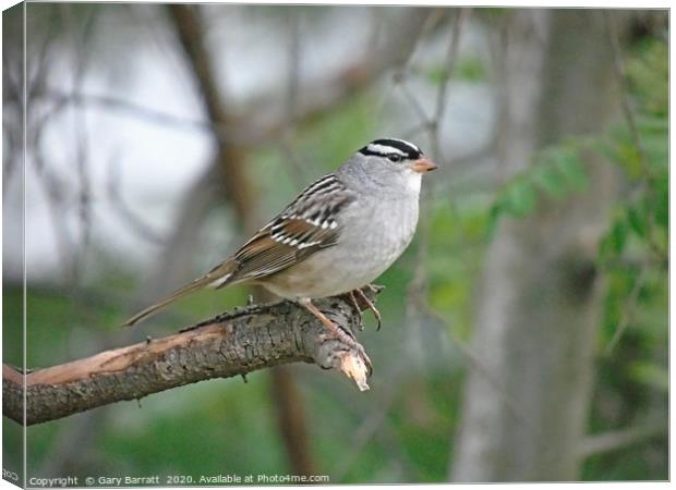 White-Crowned Sparrow. Canvas Print by Gary Barratt