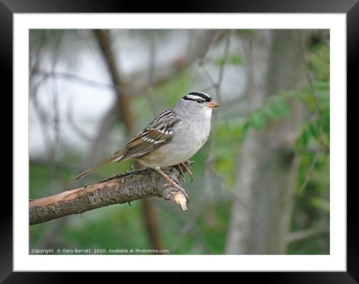 White-Crowned Sparrow. Framed Mounted Print by Gary Barratt
