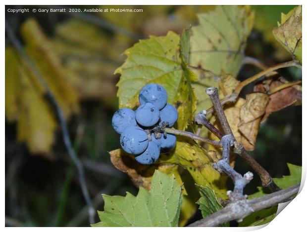 Wild Grapes. Print by Gary Barratt