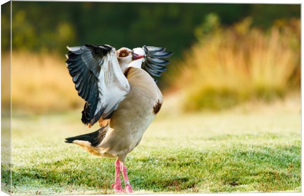 Egyptian goose with it's wings stretched Canvas Print by Chris Rabe