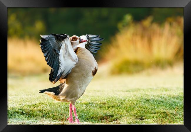 Egyptian goose with it's wings stretched Framed Print by Chris Rabe