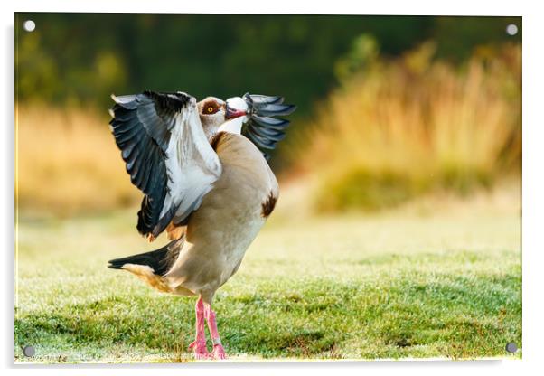 Egyptian goose with it's wings stretched Acrylic by Chris Rabe