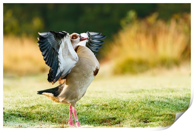 Egyptian goose with it's wings stretched Print by Chris Rabe