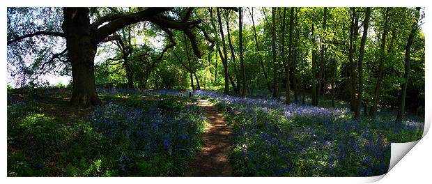 Bluebell Wood Warley Hall Print by peter tachauer