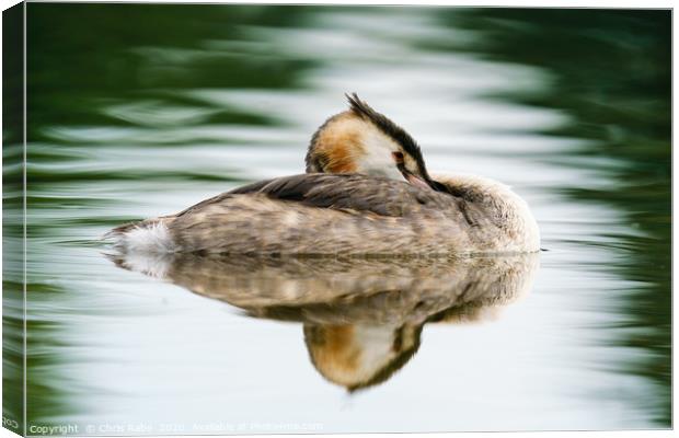 Great Crested Grebe resting Canvas Print by Chris Rabe