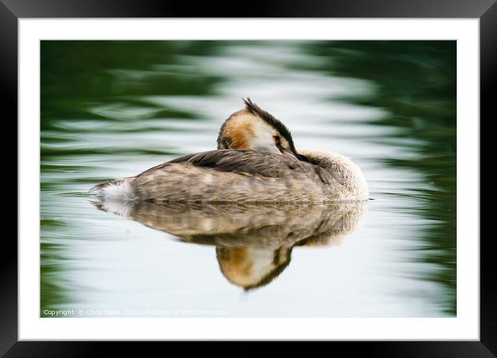 Great Crested Grebe resting Framed Mounted Print by Chris Rabe