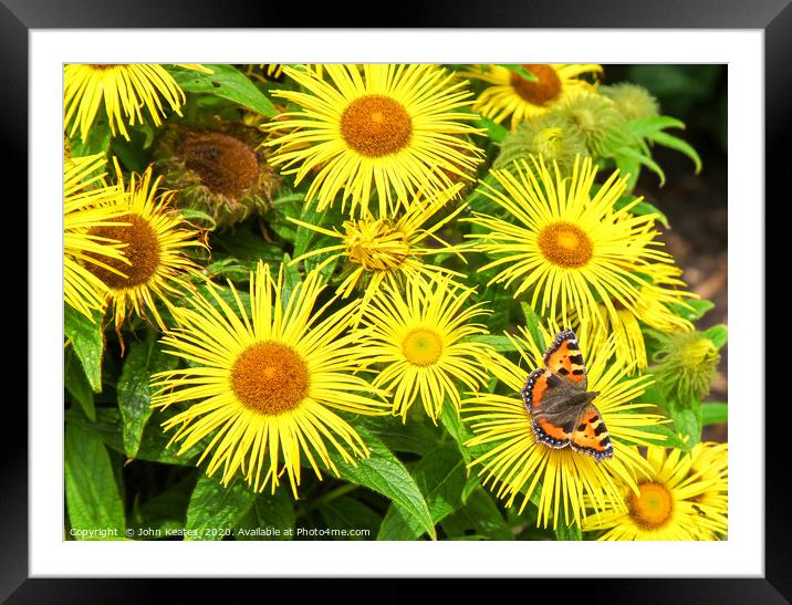 Small Tortoiseshell Butterfly on yellow Inula dais Framed Mounted Print by John Keates