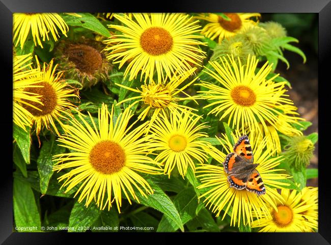 Small Tortoiseshell Butterfly on yellow Inula dais Framed Print by John Keates