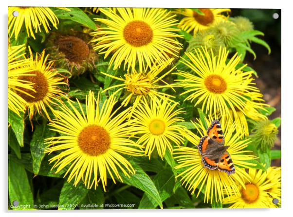 Small Tortoiseshell Butterfly on yellow Inula dais Acrylic by John Keates