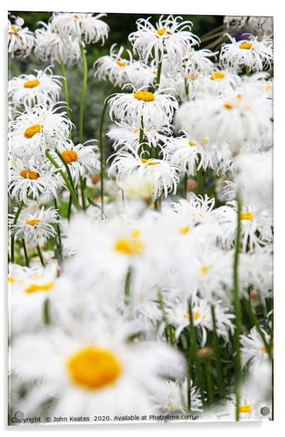 Shaggy frilly petals of a Shasta Daisy called ‘Cra Acrylic by John Keates