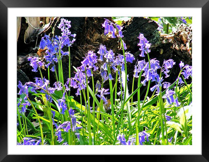 Just Bluebells Framed Mounted Print by val butcher