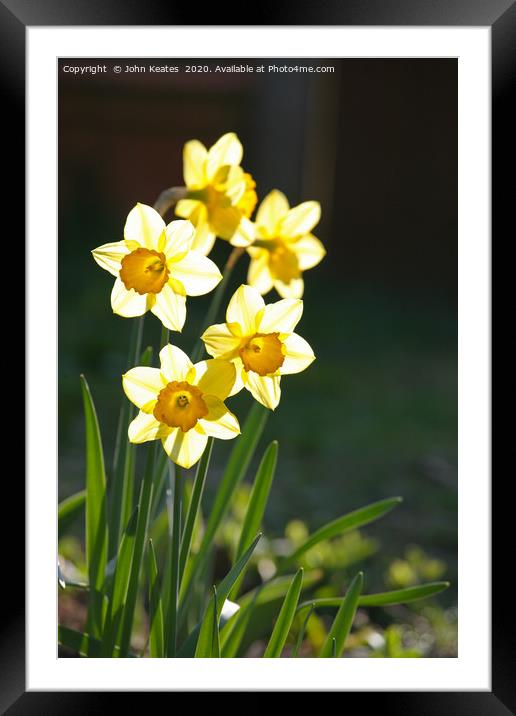 Sunny Daffodils  Framed Mounted Print by John Keates
