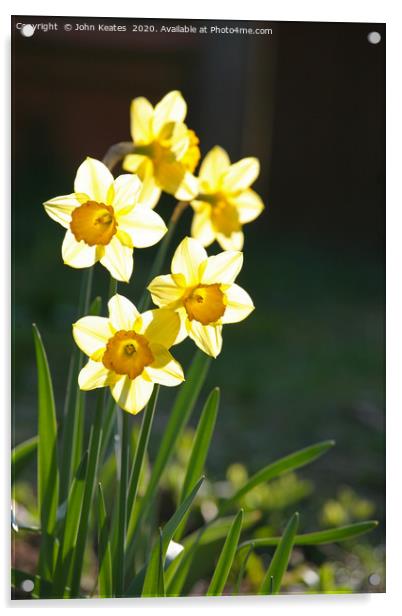 Sunny Daffodils  Acrylic by John Keates