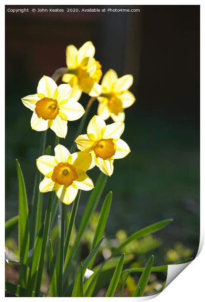 Sunny Daffodils  Print by John Keates