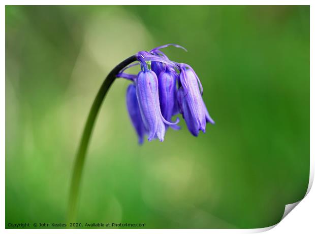 Close up of a Common Bluebell Print by John Keates