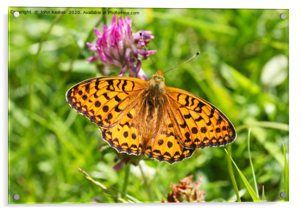 Dark Green Fritillary Butterfly (Argynnis aglaja)  Acrylic by John Keates