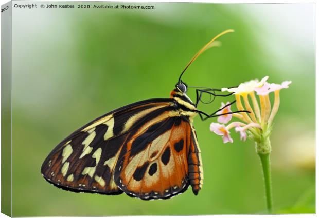 A close up shot of a Longwing butterfly Canvas Print by John Keates