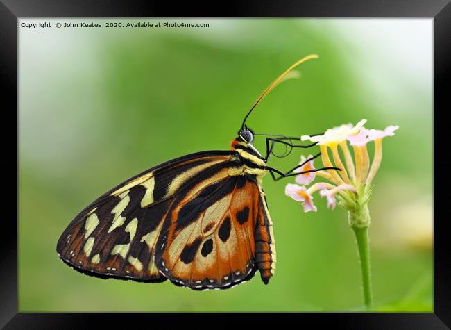 A close up shot of a Longwing butterfly Framed Print by John Keates