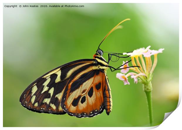 A close up shot of a Longwing butterfly Print by John Keates